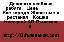 Девонята весёлые ребята › Цена ­ 25 000 - Все города Животные и растения » Кошки   . Ненецкий АО,Пылемец д.